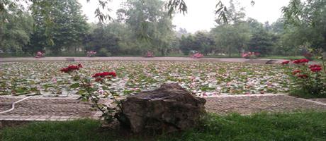 万象城,万象城（中国）公司莲花池